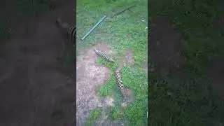 задний адаптер продолжение