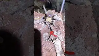 Tarantula Gets Frog As Pet 