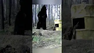 Шестой медведь заглянул на жёлтую бочку. 