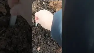 посадила корешки пионов