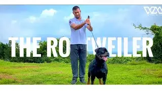 MILHAR ROTTWEILER | youtube| wM official |