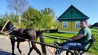 Продали Американского рысака Агата 2018 года