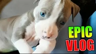 MI NUEVA PERRITA DE OJOS AZULES !! EPIC VLOG Makiman