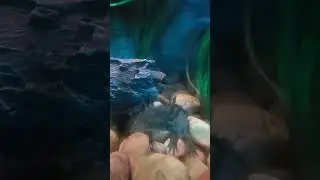 Axolotl Frozen in Place!
