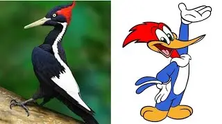 Woodpecker: Bird that inspired Walter Lantz!