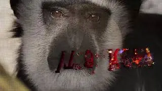 The Newest Video Effects - Da Vinci Resolve Studio 16