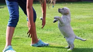 🔥 How to Stop a Dog from Jumping Up at People - Get Free Dog Training