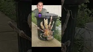 AMELIA EARHART EATEN BY GIANT CRABS