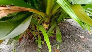 सुदर्शन पौधे की पहचान