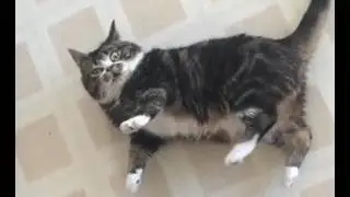 Кот который нанюхался;)))))