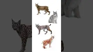4 Main Species of Lynx | Lynxes | Medium Sized Wild Cat Genus Lynx