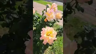 Роза цвета персика