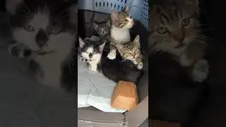 Come Transport Kittens with Us!