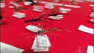 Montaje de Insectos en Alfiler