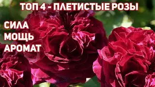 Плетистые розы шикарного глубокого красного цвета, умноженные на бархатистость лепестков!