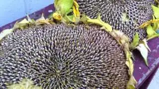 How to deseeds big sunflowers!