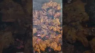 ber be q #shortsvideo #shorts #chiken #berbeq