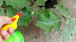 One Majic spray for mealybugs on my Brinjal plant