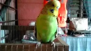Budgie witwit