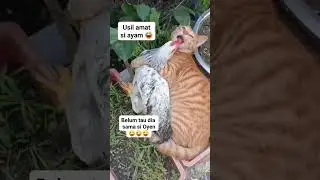 Si Ayam usil ama oyen 