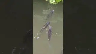 как прекрасен,этот мир ..