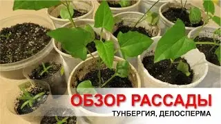 Тунбергия. Делосперма. Обзор рассады после пересадки.