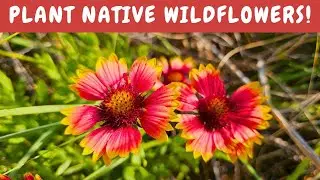 Native Blanket Flower adorns east coast dunes and the southwest in vivid color!