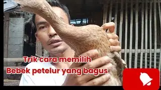 CARA MEMILIH BEBEK PETELUR YANG BAGUS#@Ternakjitu
