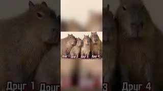 Хочешь завести друзей? #capybara #капибара #ищукапипару