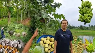 สุดยอดเกษตรผสมผสาน สวรรค์บ้านนา 12 ไร่ ปลูกทุกอย่าง มีกิน มีขาย ตลอดทั้งปี จ.นครพนม