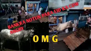 BANKRA munshidanga Howrah .EID KA ANGRY  COW 🐮