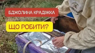 КРАДІЖКА БДЖІЛ! Вимоги, правила, обережність! Що робити коли бджоли нападають?