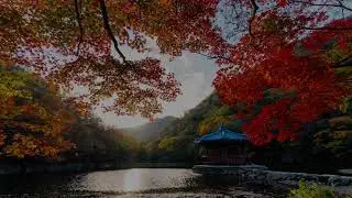 [8K] 내장산 우화정 단풍 타임랩스 | Timelapse of Autumn in Korea