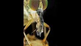 it's Macro phone Photography