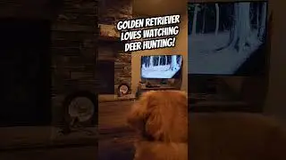 This Golden Retriever stops everything to watch deer hunting on TV! It is crazy how focused she is!