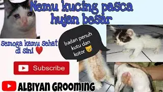 Kucing yang terbuang :( ,,sekarang kamu aman