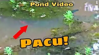 Pond Video