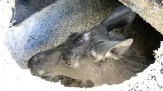 спасение лосихи из бетонной ловушки  ( выгребной ямы ) с помощью полиспаста