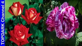 10 Incredibly Beautiful Types of Roses