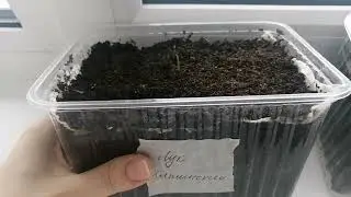 Луки эксибишен и ялтинский через 10 дней после посева