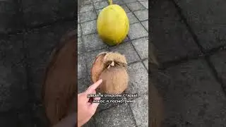 What's inside these COCONUTS?! 🥥 