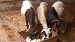 ICoolCASSAVA ANIMAL FEED