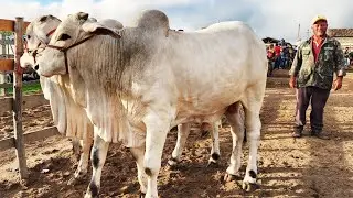 CATTLE IS AT THE FAIR IN CAPOEIRAS-PE 01-31-2025 