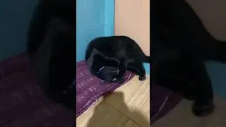 Cat Died after #shorts #funnycats #catlover #cats