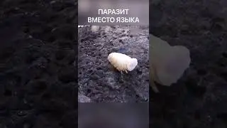 Паразит вместо языка. Языковая мокрица