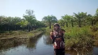 Casting Gabus  Airnya Masih Besar Diparit Sawit...