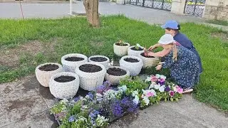 Раевский сад наполнился петуниями,лобелиями и калибрахоа