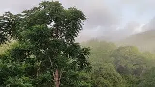 Morning … Khao Sok River Home Resort
