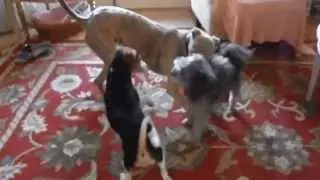 Funny Animals