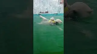 белый медведь 🐻 #рекомендации